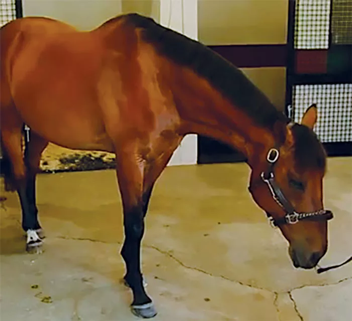 Dormosedan-Keeps-Safety-a-Top-Priority-in-Hoof-Care-horse.jpg