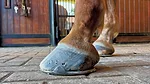 Managing-Low-Weak-Heels-in-Performance-Horses.jpg