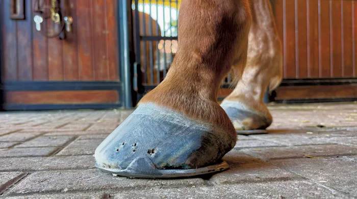 Managing-Low-Weak-Heels-in-Performance-Horses.jpg