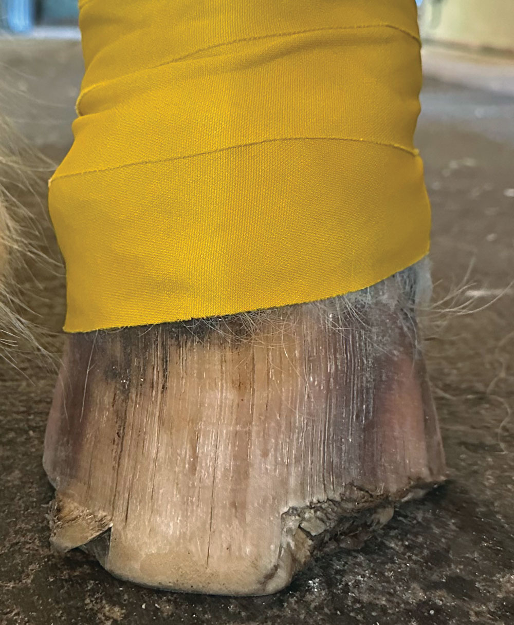 Jacksons-Chipped-Hoof.png