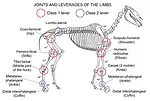 13-Rules-of-Equine-Movement_Fig-1.jpg