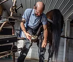 Traction-&-Stability-Are-Key-for-Buggy-Horses-Stoltzfus-1.jpg