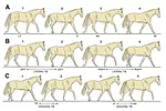 The-Walk--Mother-of-All-Gaits-Fig-2.jpg