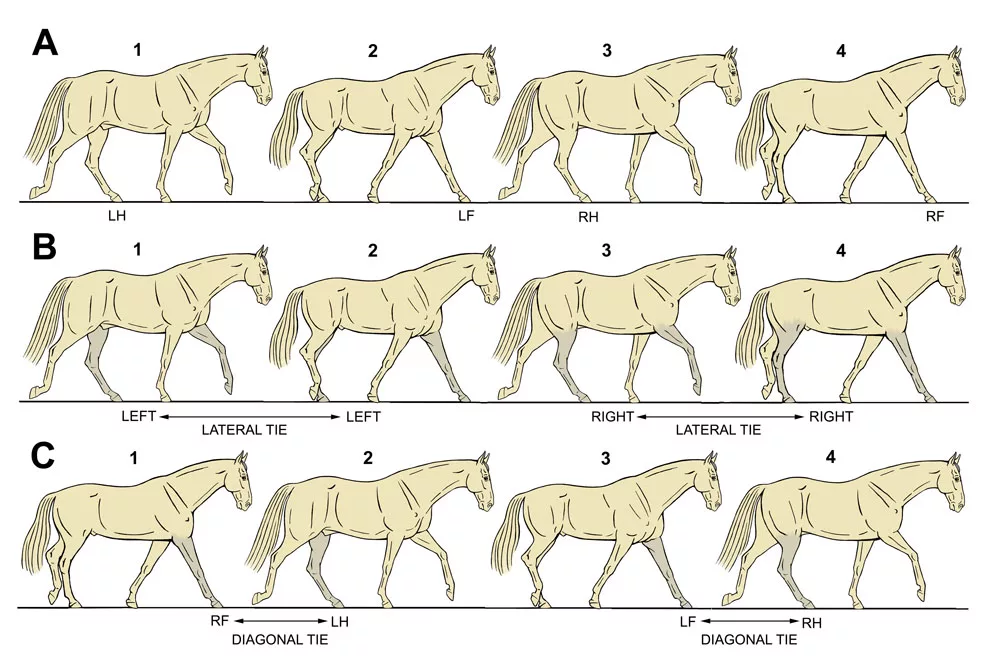 The-Walk--Mother-of-All-Gaits-Fig-2.jpg