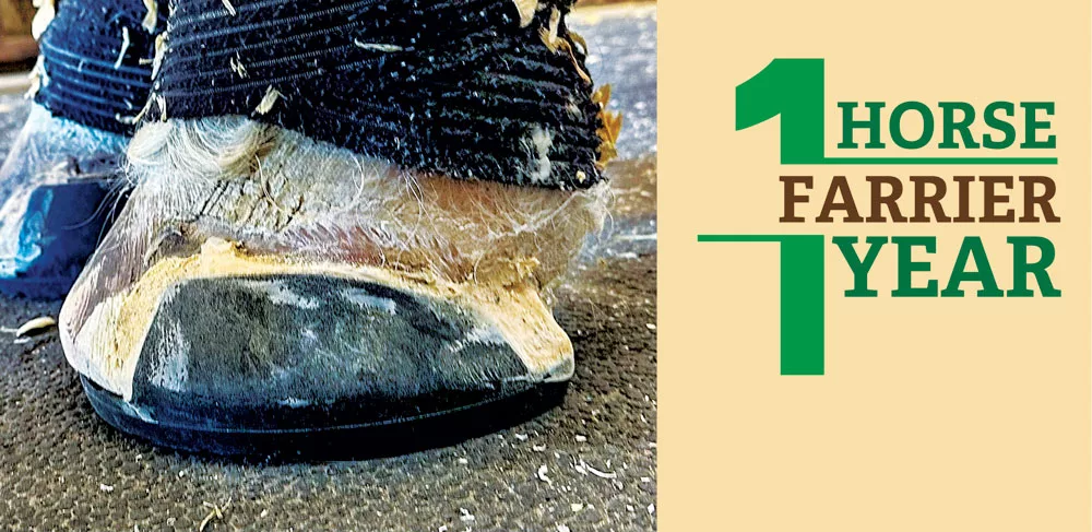 1-Horse-1-Farrier-1-Year_Art–0426.jpg