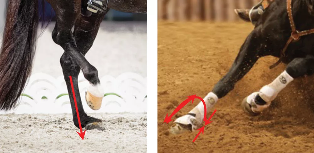 Restoring-Equine-Tendon-Elasticity.jpg