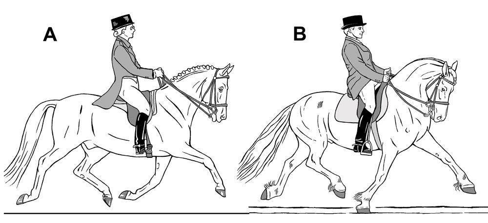 Trot-and-Pseudo-Trot-Effects-on-the-Hoof-FIG-12.jpg