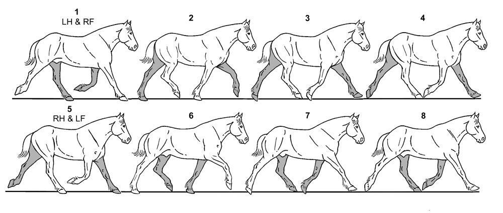 Trot-and-Pseudo-Trot-Effects-on-the-Hoof-FIG-8.jpg