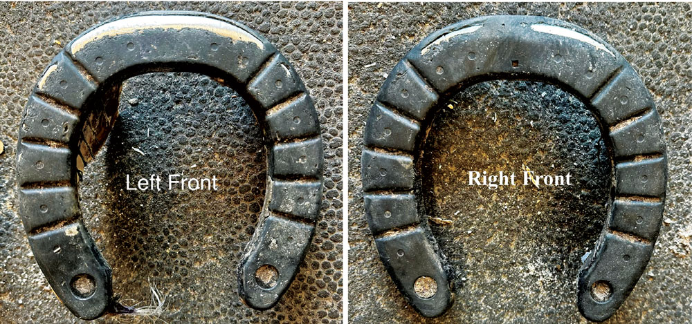 1-Horse-1-Farrier-1-Year_0526_1.jpg