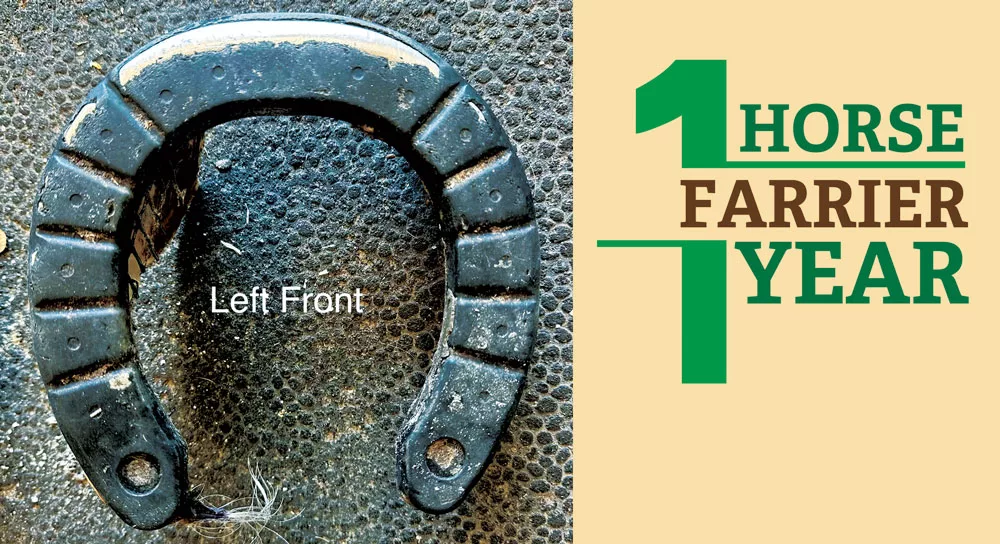 1-Horse-1-Farrier-1-Year_0526_Art.jpg