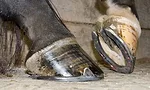 Equine-Toe-Mechanics_Art.jpg