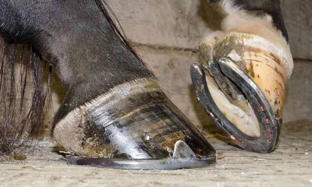 Equine-Toe-Mechanics_Art.jpg