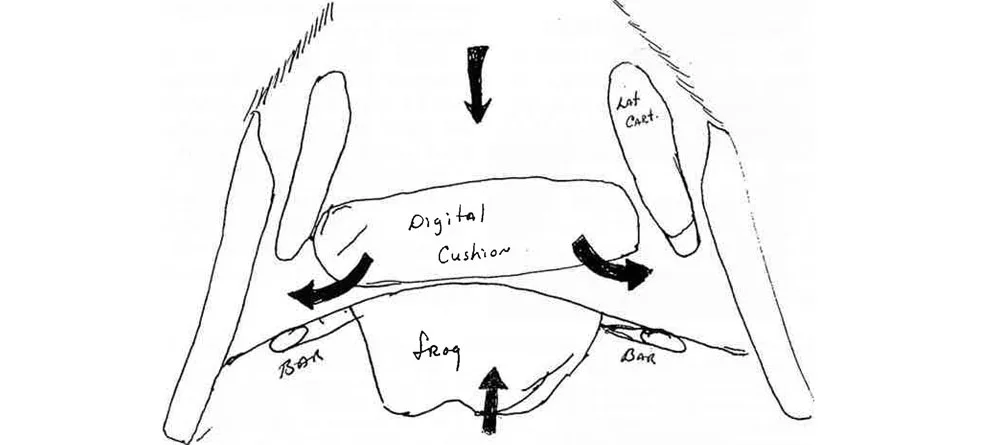 Identifying-Lameness-with-Frog-Pads-&-Plates_Art.jpg