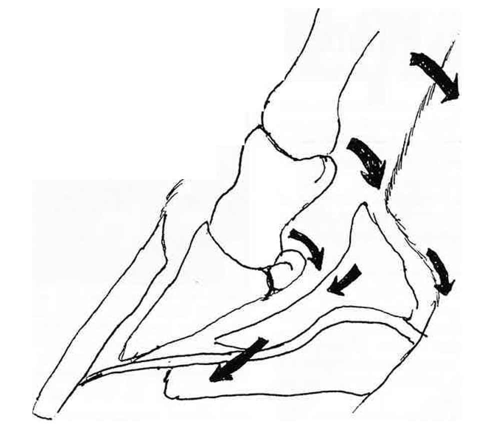 Identifying-Lameness-with-Frog-Pads--Plates_Fig-1.jpg