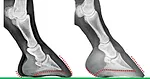 Shoeing-a-Weak-Digital-Cushion-Art.jpg