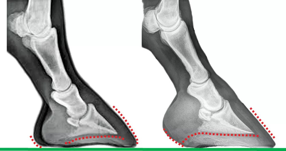 Shoeing-a-Weak-Digital-Cushion-Art.jpg