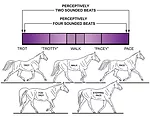 The-Spectrum-of-Ambling-Gaits-Fig-1.jpg
