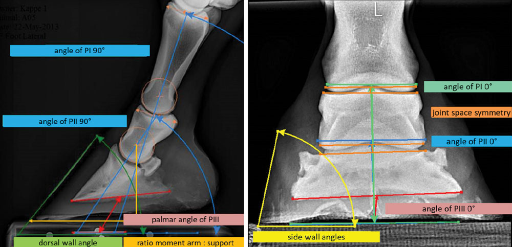 Using-Radiographs-to-Evaluate-Hoof-Conformation-1.jpg