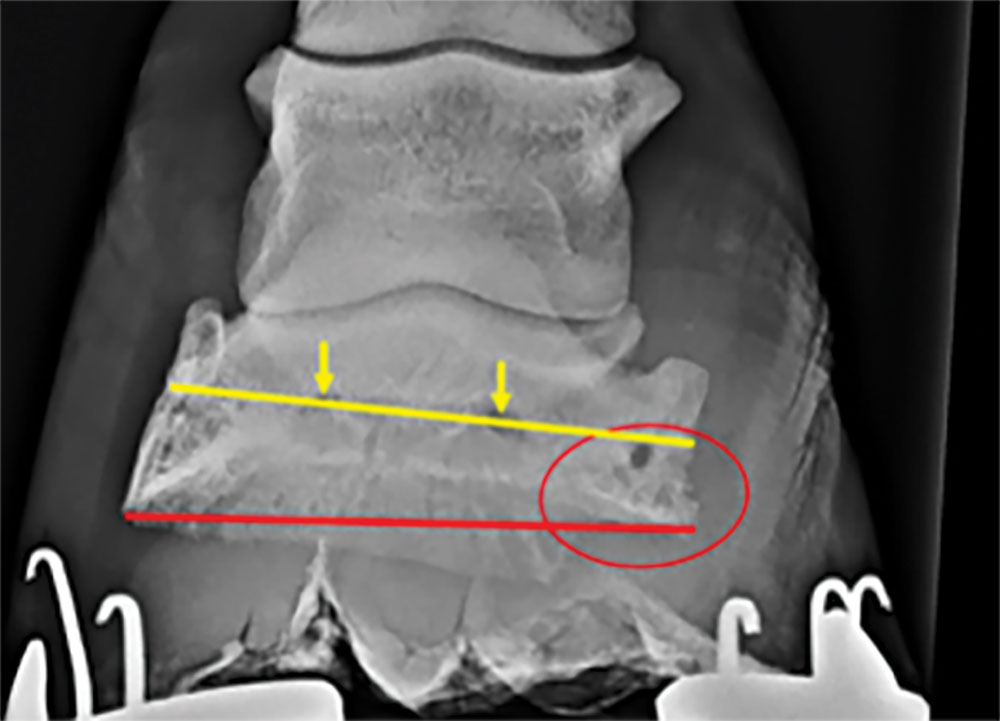 Using-Radiographs-to-Evaluate-Hoof-Conformation-11.jpg