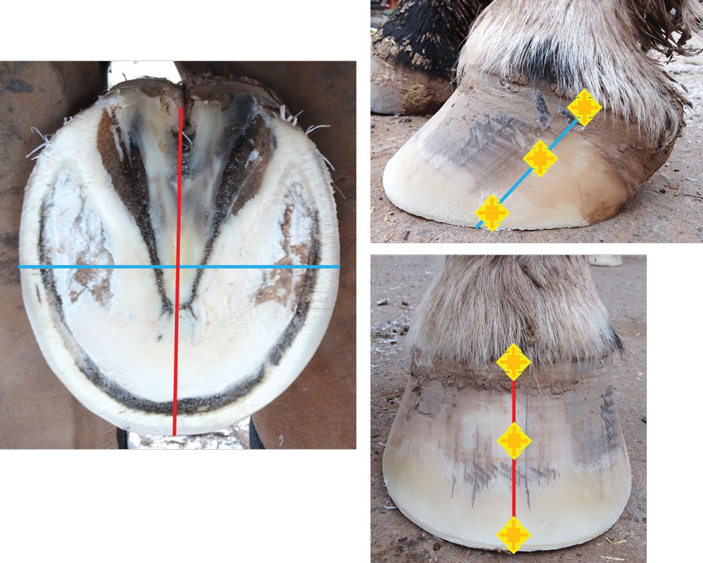 Using-Radiographs-to-Evaluate-Hoof-Conformation-2.jpg