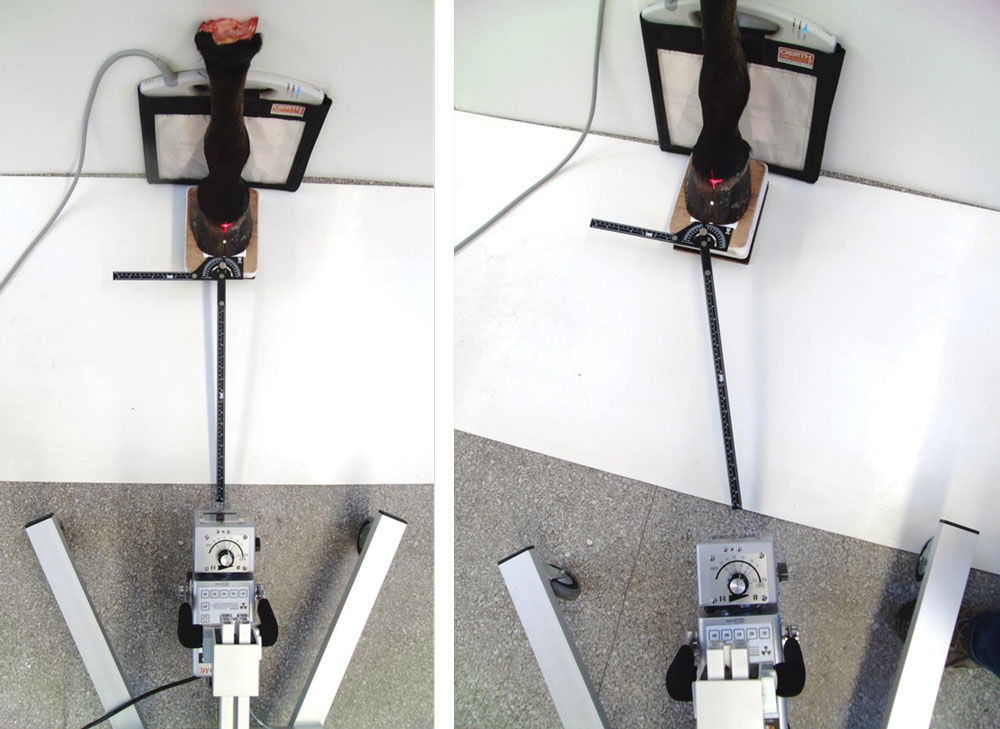 Using-Radiographs-to-Evaluate-Hoof-Conformation-3.jpg