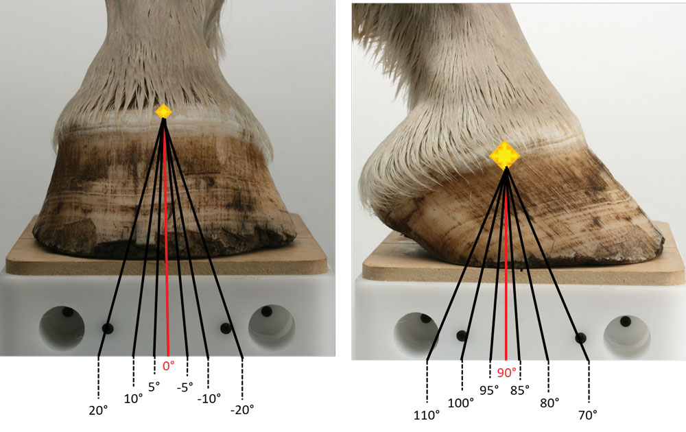 Using-Radiographs-to-Evaluate-Hoof-Conformation-4.jpg