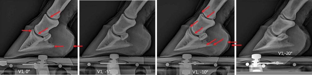 Using-Radiographs-to-Evaluate-Hoof-Conformation-5b.jpg