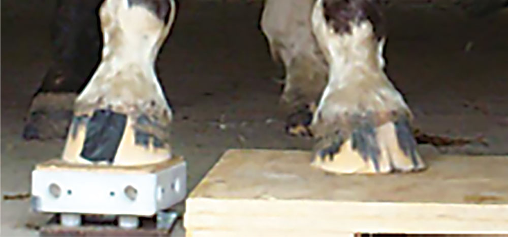 Using-Radiographs-to-Evaluate-Hoof-Conformation-6.jpg