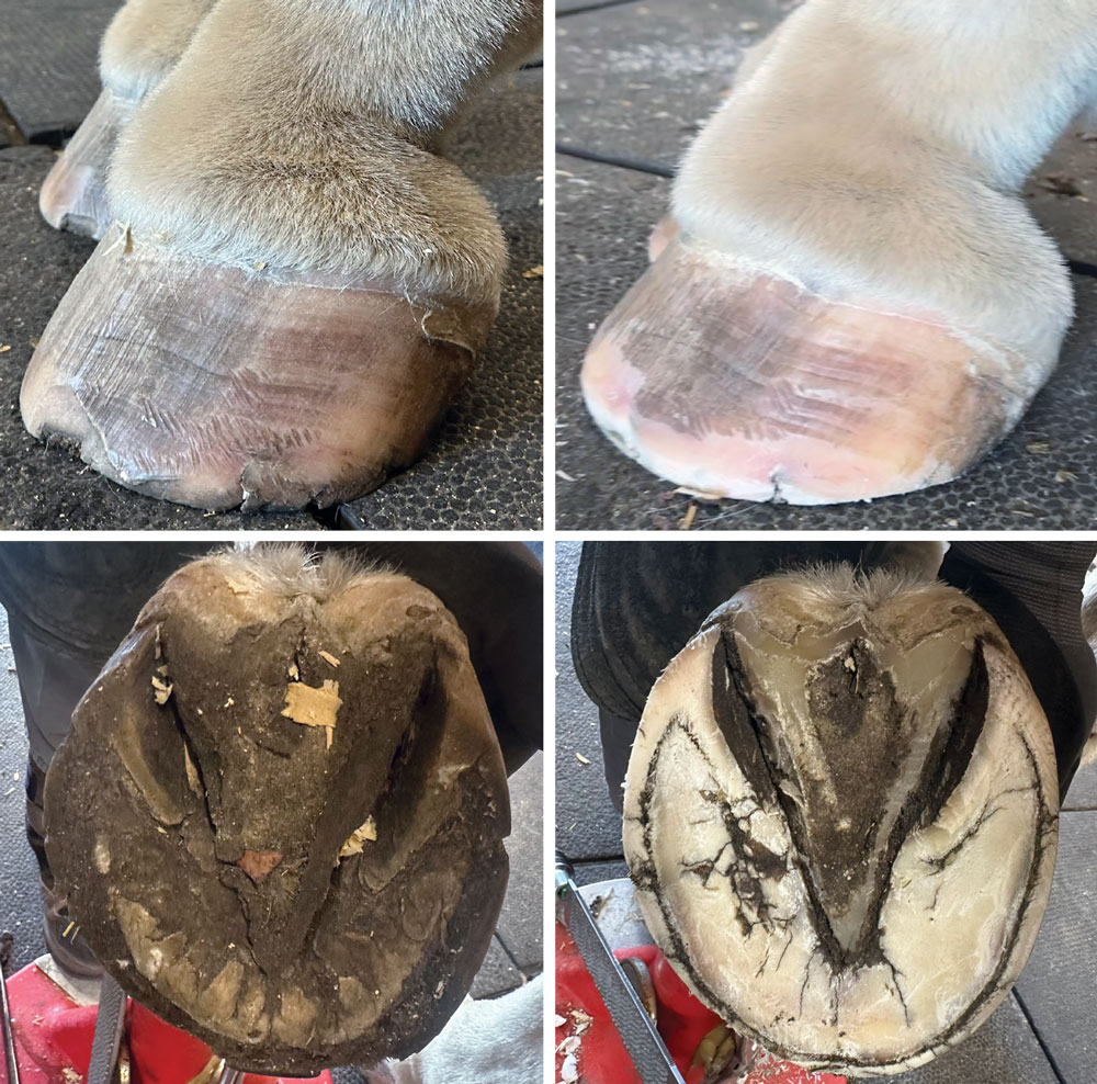 1-Horse-1-Farrier-1-Year_0726-1.jpg