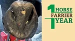 1-Horse-1-Farrier-1-Year_0726-Art.jpg