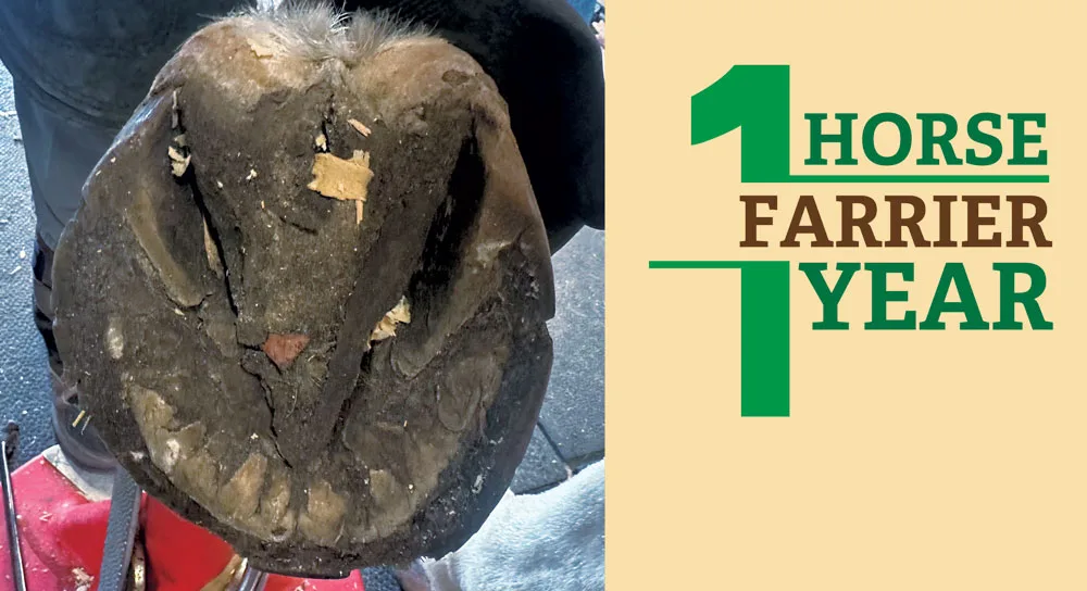 1-Horse-1-Farrier-1-Year_0726-Art.jpg