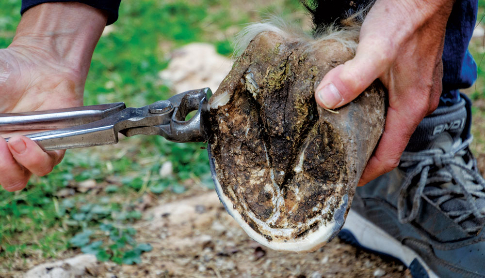 Shoeing-for-a-Living-Greg-Martin-2.jpg