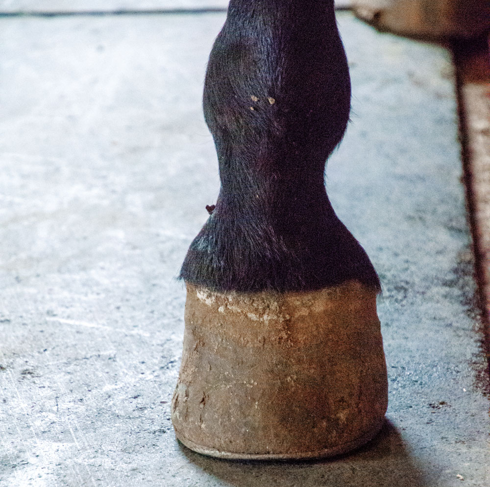 Shoeing-for-a-Living-Greg-Martin-4.jpg