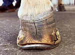 A Biomechanical Approach to Managing Club Feet-Fig-1.jpg