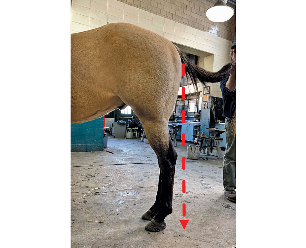 Assessing-the-Horse-for-Success-2.jpg
