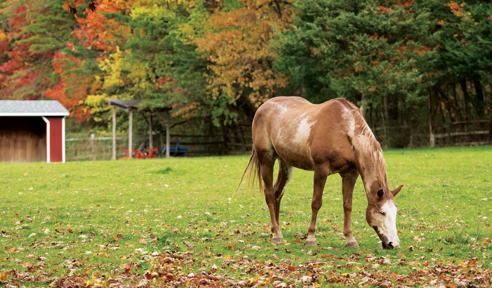 Understanding Fall Equine Laminitis Risks.jpg
