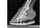 Flexor Demand in the Equine Distal Limb_Fig-1.jpg