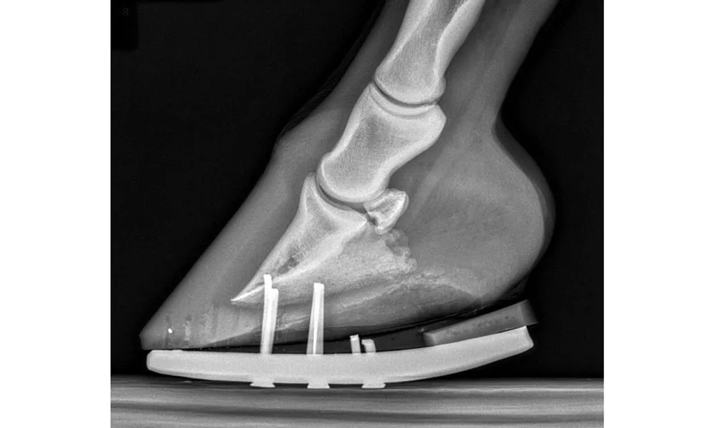 Flexor Demand in the Equine Distal Limb_Fig-1.jpg
