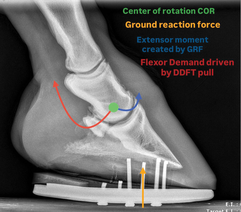 Flexor-Demand-in-the-Equine-Distal-Limb_Fig-2.jpg