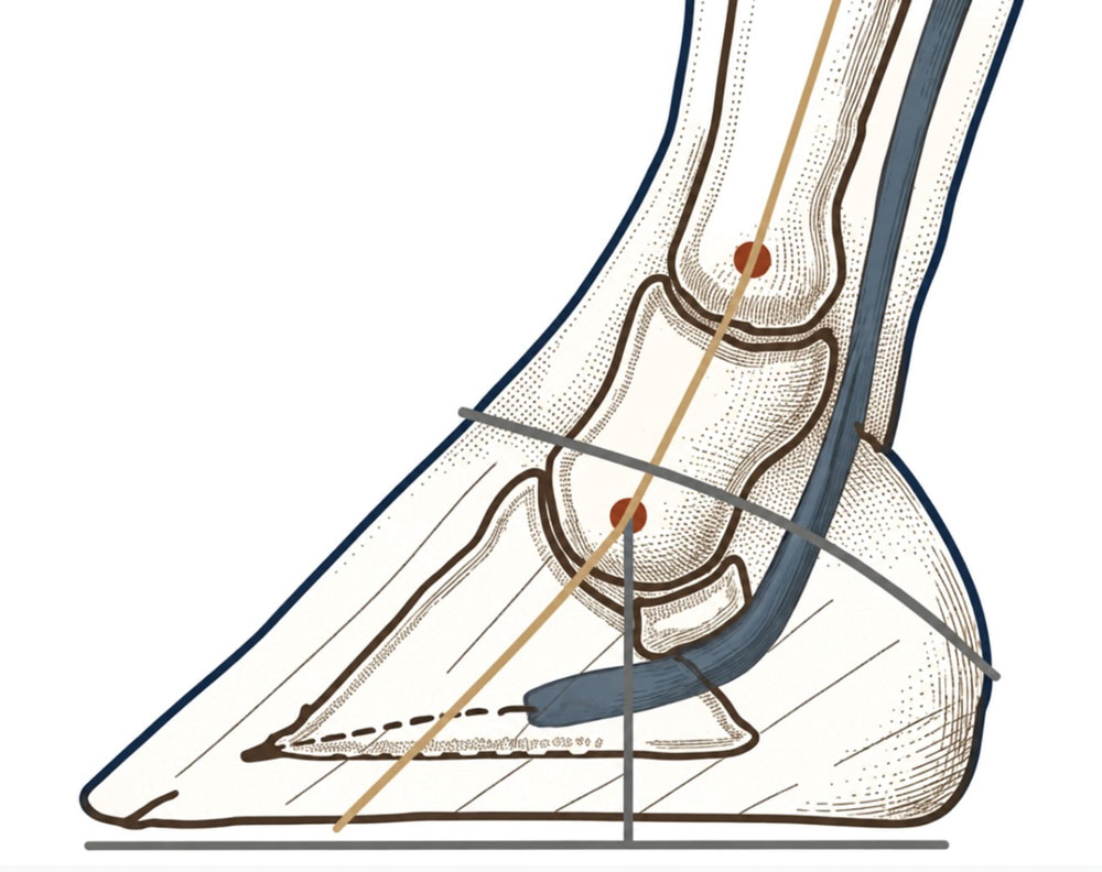 Flexor-Demand-in-the-Equine-Distal-Limb_Fig-4.jpg