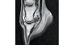 How Therapeutics and Equine Welfare Work Hand-in-Hand-1.jpg