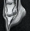How Therapeutics and Equine Welfare Work Hand-in-Hand-1.jpg