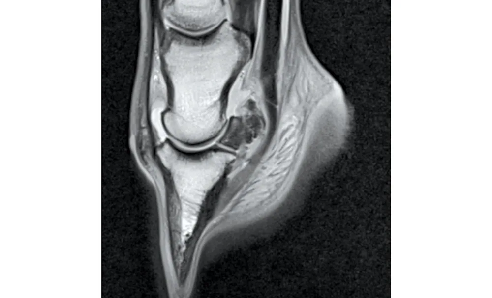 How Therapeutics and Equine Welfare Work Hand-in-Hand-1.jpg