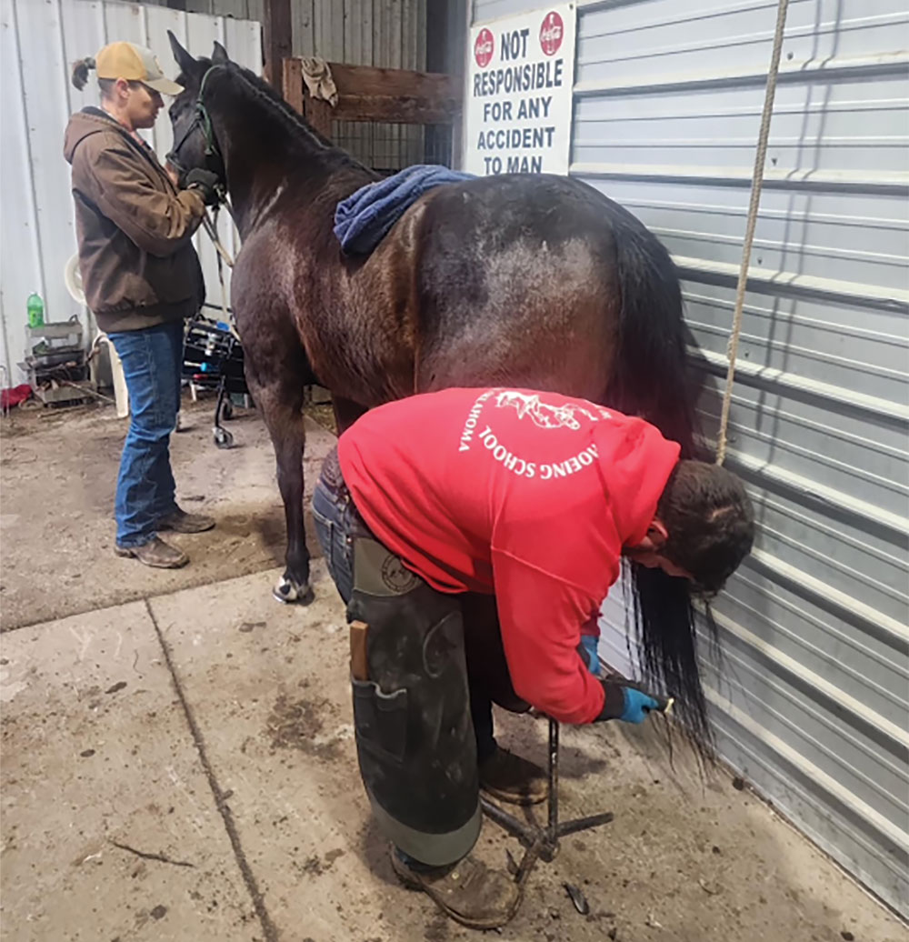 Stallion Behavior The High Cost of Unsafe Horses on Farriers