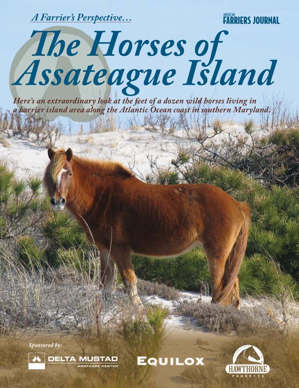 The Horses of Assateague Island_flat