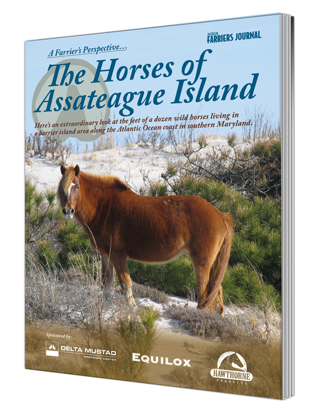 The Horses of Assateague Island