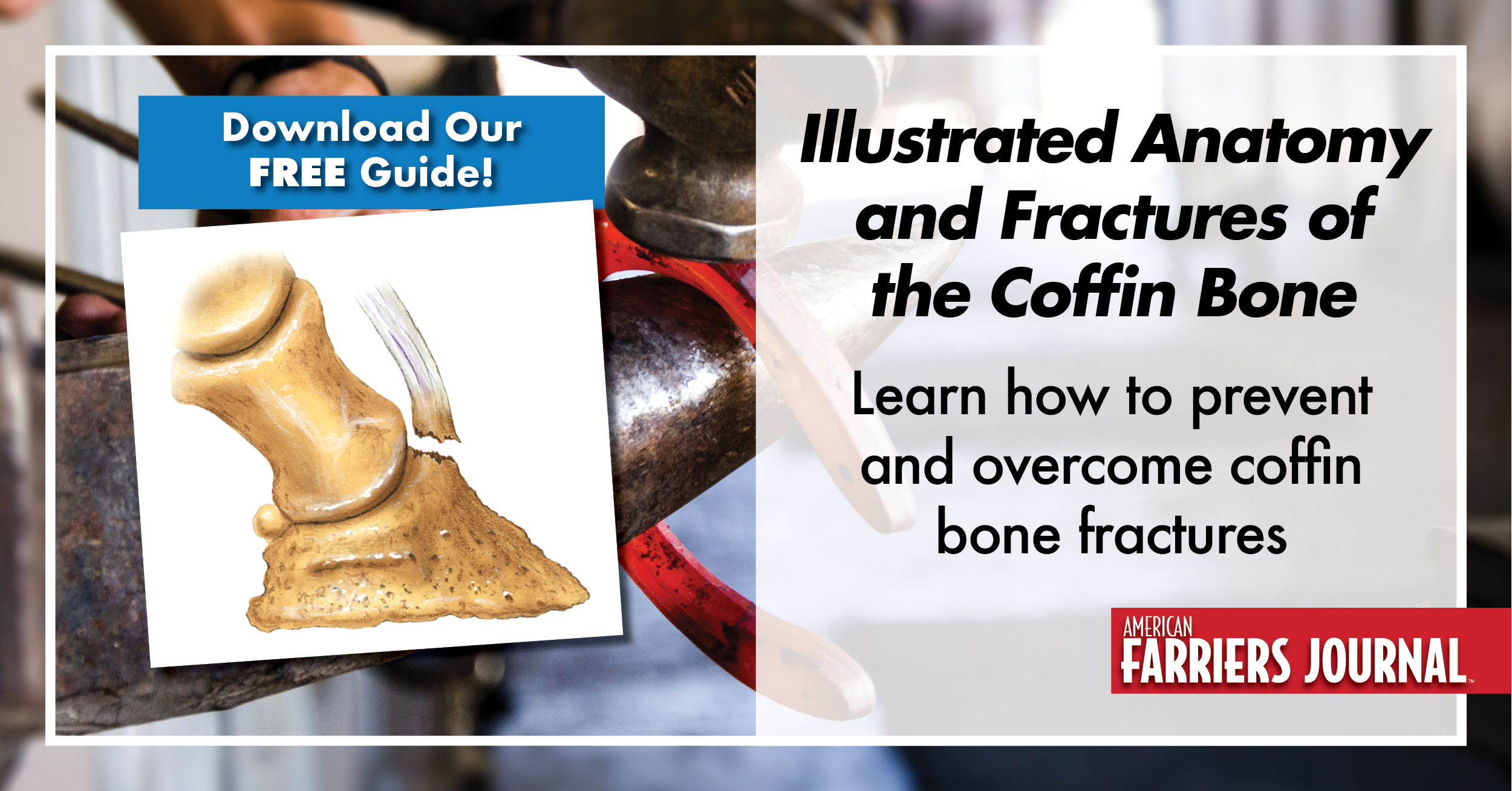 Free eBook Illustrated Anatomy and Fractures of the Coffin Bone