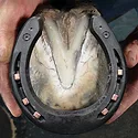 Farrier Product Distribution Inc. Kerckhaert Steel Comfort Sport Horseshoe_0821 copy