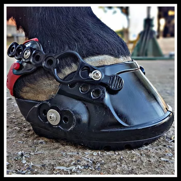 Terra Horse EVO Boots_0220 copy