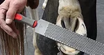 Farrier Product Distribution Bellota Top Level Rasp copy